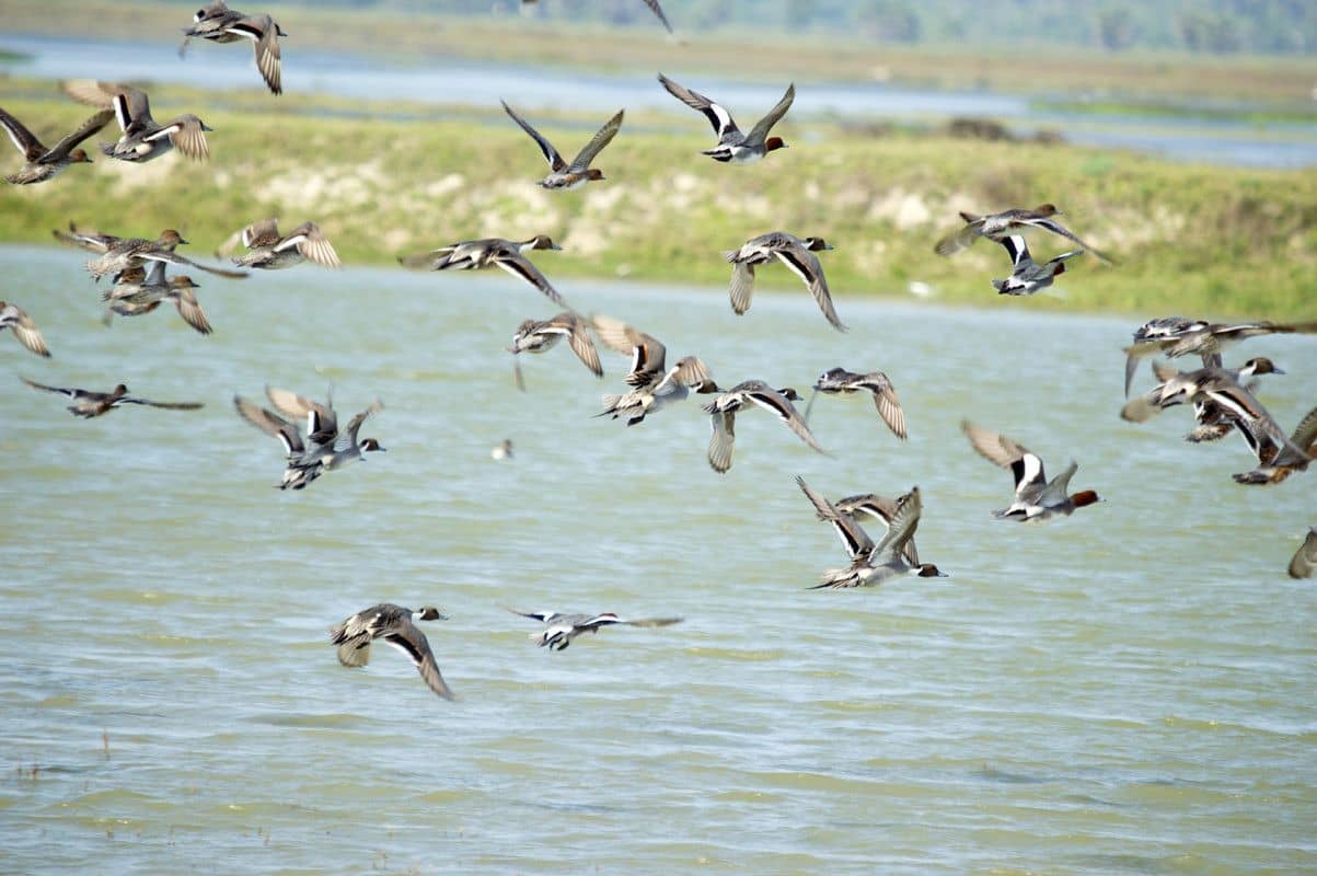 Future-proofing the emergency recovery plan for freshwater biodiversity