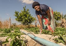 A farmer in Zambia irrigating her crops using groundwater. Photo: Adam Öjdahl / IWMI