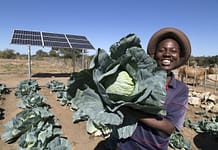 Woman with her cabbage harvest.