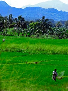 Paddy farmers in Sri Lanka applying agrochemicals by hand (Photo: cc: Christopher Skene on Flickr)