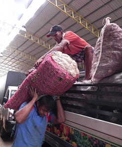 A sack of green chillies is hoisted on the shoulders of a sinewy youth