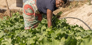 Solar pumps used for irrigate farms in the Central Region of Zambia