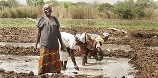 Women planting onions in the Upper East Region of Ghana. Photo: Hamish John Appleby