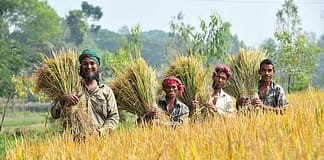 Bengali farmers harvest rice paddies. Photo: Neil Palmer / IWMI