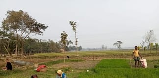 Men and women working together in the field in Mymensingh, Bangladesh. Farhana Sarker
