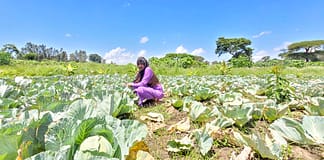 Senya at her farm in Woyiradijo Woreda, Ethiopia. Photo: Tirusew Teshale for IWMI