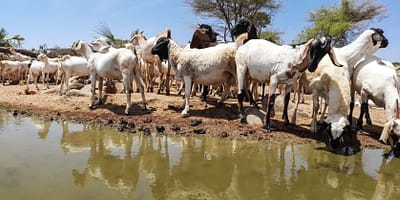 Water: Amplifying impact through the CGIAR Initiative on One Health