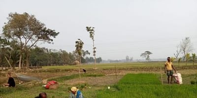 Men and women working together in the field in Mymensingh, Bangladesh. Farhana Sarker