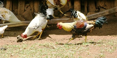 Indigenous chicken flock foraging in Ethiopia. Photo: ILRI