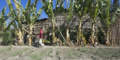 Adaptation Benefit Analysis