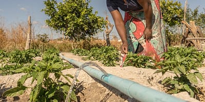 A farmer uses drip irrigation to cultivate her field in Zambia. Photo: Adam Öjdahl.