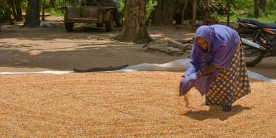 Farmer drying maize in the village of Galenbindunuwewa in the North Central Province of Sri Lanka. Photo: Samurdhi Ranasinghe / IWMI