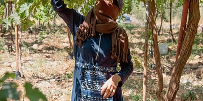 Despite women farmers in the MENA region owning only 5-10% of agricultural land, they are vital to their families' food security. Photo: Seersa Abaza / IWMI