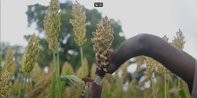Climate change impact on livelihoods in Ghana