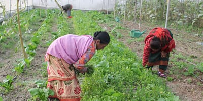 2025 03 08 Nepalese womens farming collective IWD 1