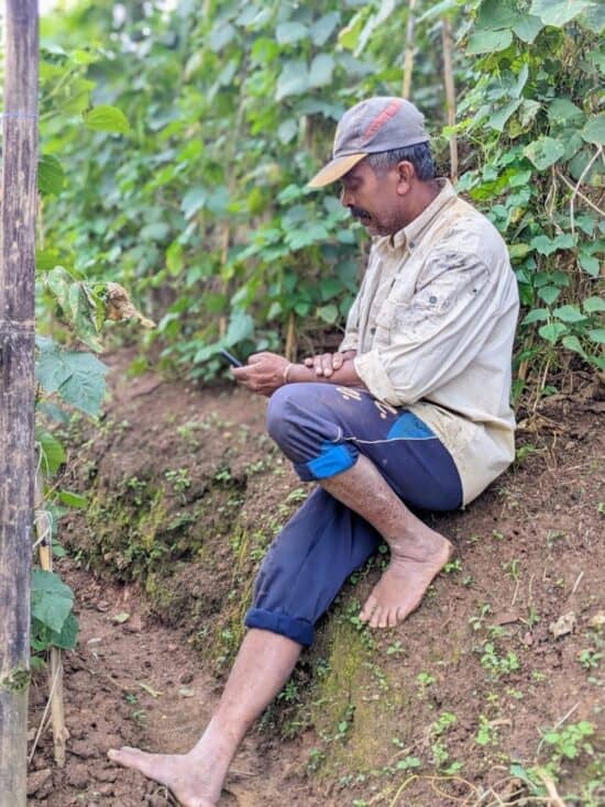 A farmer reading a digital advisory in the field. Photo: Sugandika Nipuni / IWMI