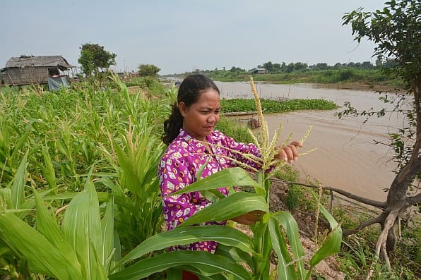 A farmer tends to her maize crop in Phat Sanday, Cambodia. 