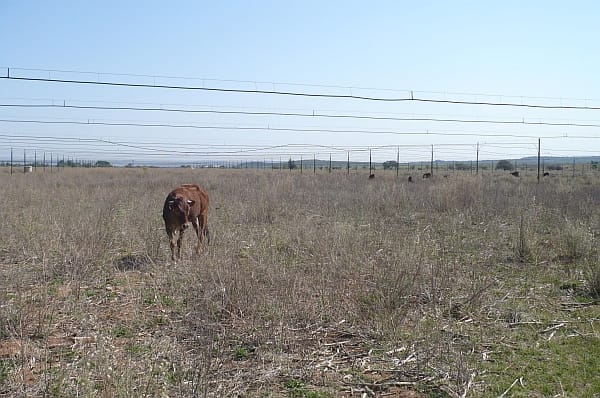 floppy irrigation