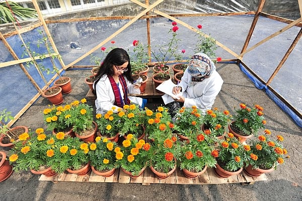 Dhakar, Bangladesh. Researchers check plants grown with compost pellets made from treated fecal waste. The pellets are also being trialed with food crops such as tomato, spinach, chili and bell pepper. The high-quality compost meets World Health Organization safety standards. Photo: Neil Palmer