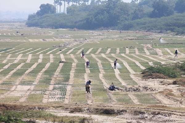 Irrigation of onions in a dry river bed. Photo: Matthew McCartney