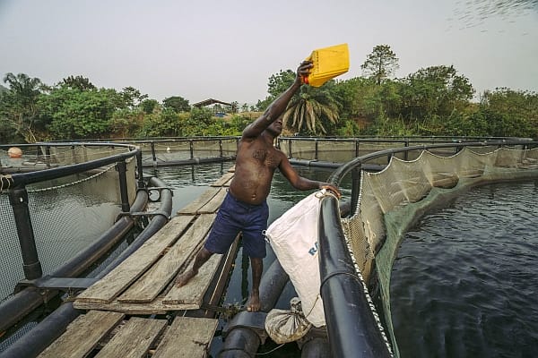 Simm Hotrui is a cage farmer in Atempoku Photo: Nana Kofi Acquah / IWMI 