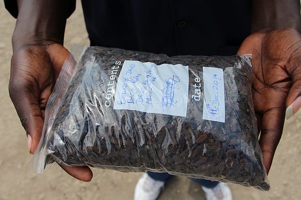 Close-up of bagged compost made from fecal waste - Nairobi