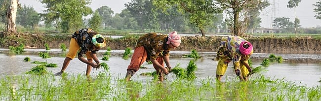 Rice farming in Pakistan Photo: Faseeh Shams / IWMI 