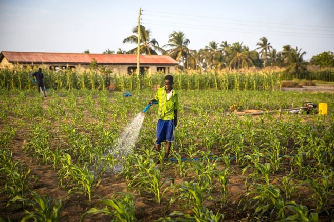 Gideon and Steven are brothers who farm maize, onions and other vegetables. They use a petrol pump to pump ground water for watering their plants. Photo: Nana Kofi Acquah / IWMI 