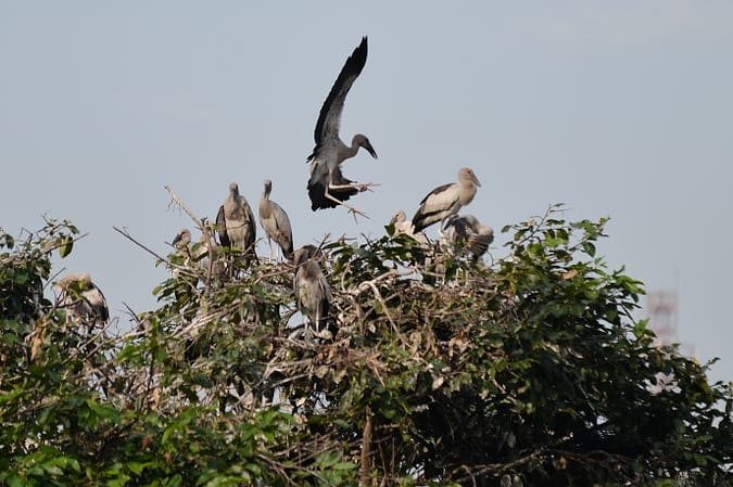 The tank is a breeding ground for the openbill stork, so-called because of the gap between the upper and lower mandibles in the adults. Pictured here are juveniles. (Photo: Neil Palmer/IWMI)