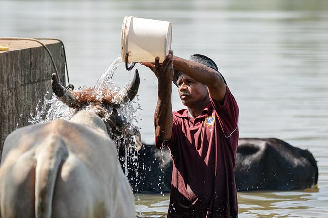 The tanks is also a rich resource for the local people. Here a farmer takes his cows for their daily dip (photo: Neil Palmer/IWMI).