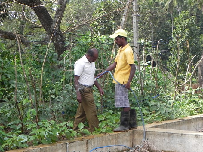 The compost is used to grow vegetables - tomatoes, capsicum, chilies, long beans, turnips and ribbed gourd –  in the KMC garden.