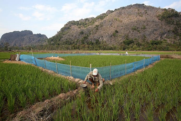Photo: Jim Holmes / IWMI