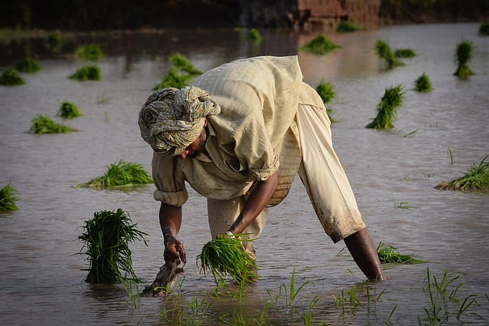 Farmer working in a paddy field. Photo: Faseeh Shams / IWMI
