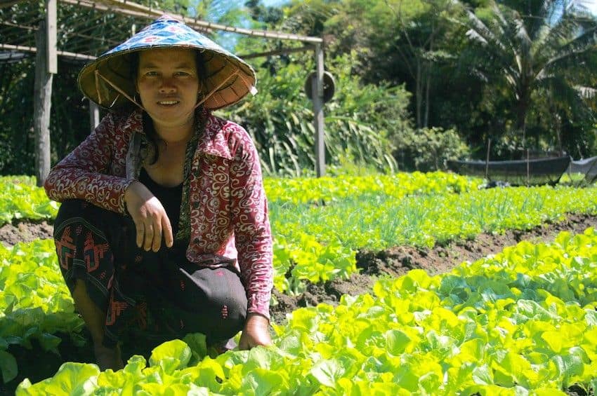 Mrs. Pheng attending to her garden in Ekxang Village, the trial site for the IWMI Lao PDR Groundwater Project. 