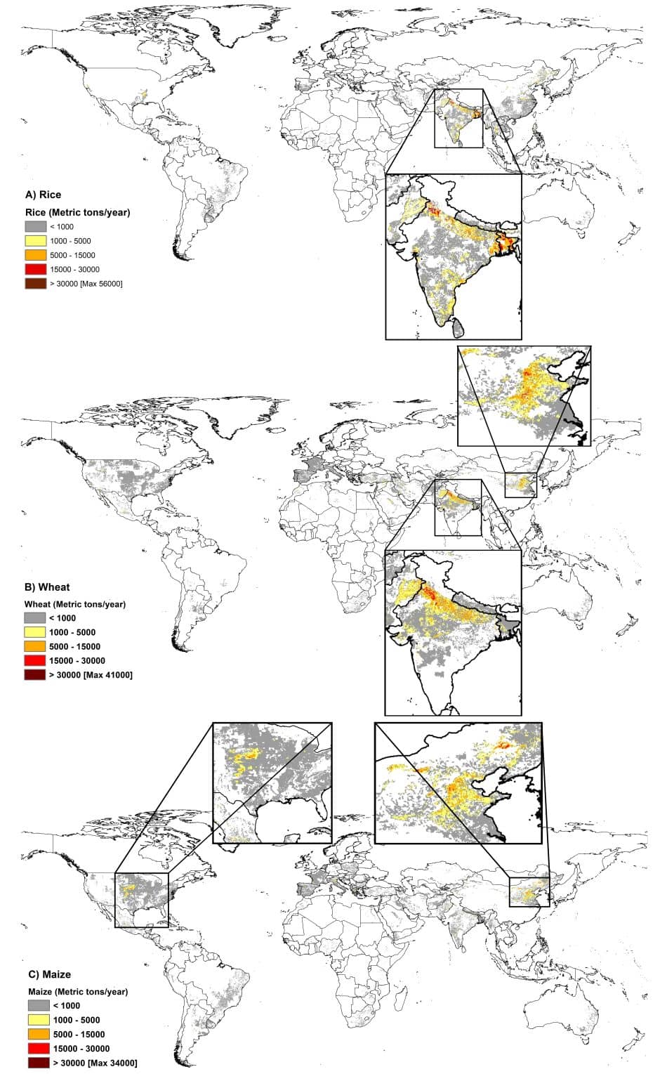 Global map of rice, wheat, and maize production from groundwater irrigation in high arsenic risk areas 