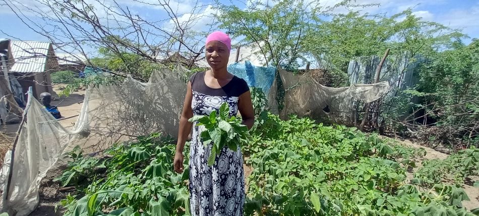 A refugee woman harvests amaranth leaves from her kitchen garden in the Kenyan Kalobeyi Settlement. Photo: IWMI 