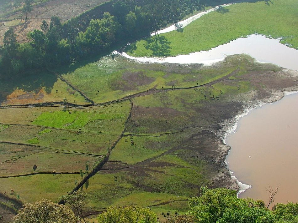 Livestock grazing in a wetland environment in Ethiopia. Photo: Matthew McCartney / IWMI 