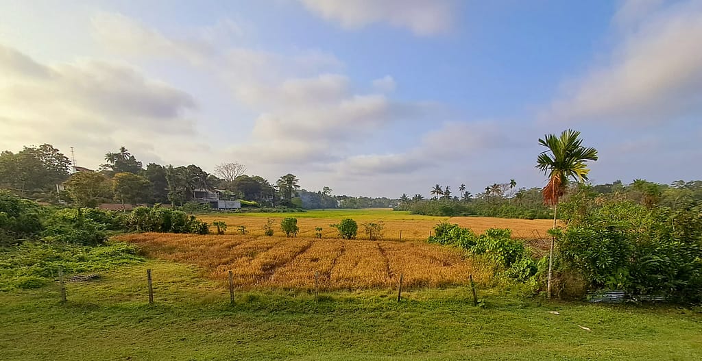 Sri Lankan farm (Photo credit: Pay Drechsel/ IWMI)