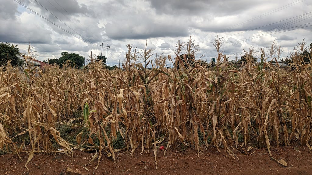 Dry fields in Lusaka, Zambia, April 2024. Photo: Icem4k on Wikipedia.org