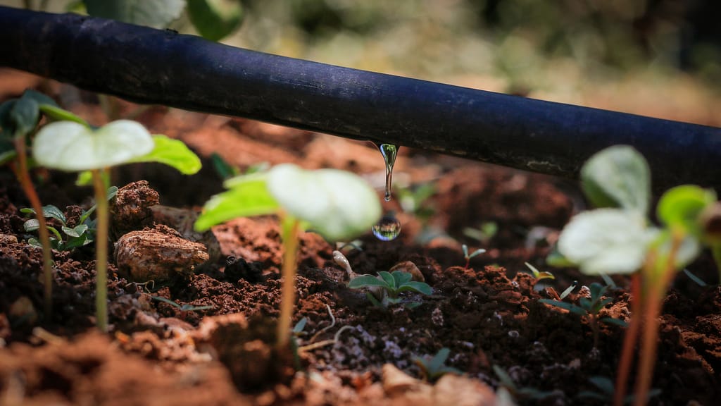 Drip irrigation. Photo: IWMI