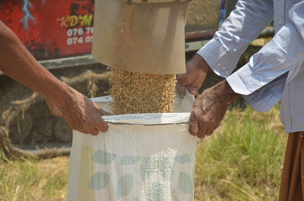 Paddy rice being collected after being harvested in Kurunegala, Sri Lanka, on March 6, 2026. Photo: Hasti Sadri/IWMI