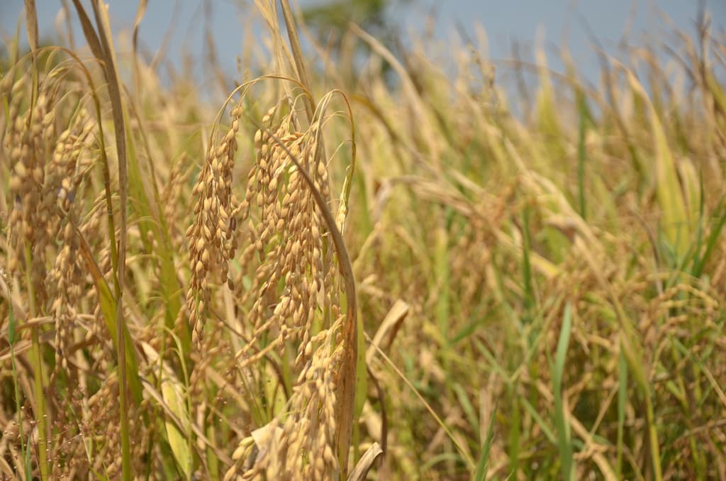 Paddy crops in a field in Kurunegala, Sri Lanka, on March 6, 2026, prior to being harvested. Photo: Hasti Sadri/IWMI