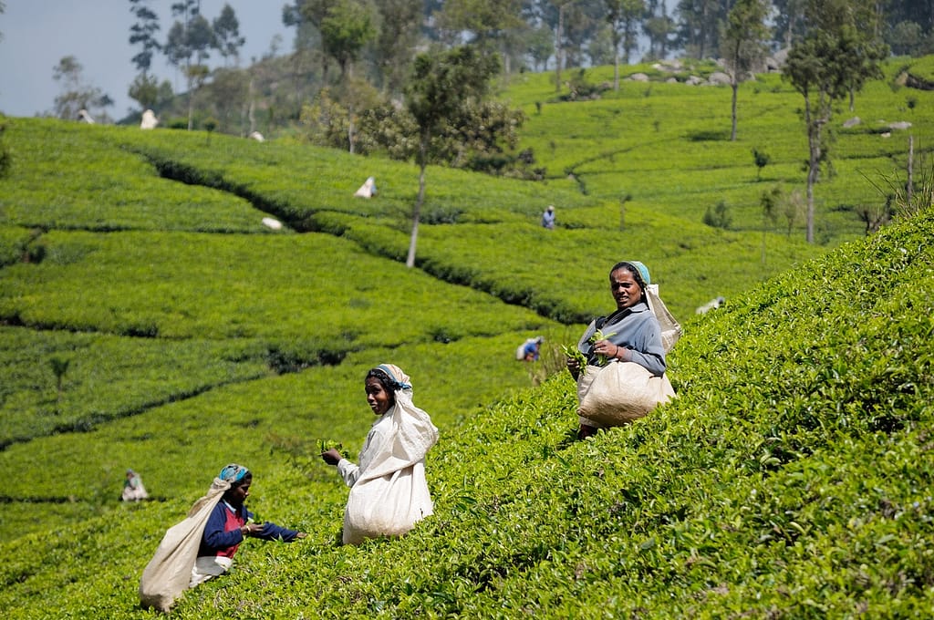 Workers picking tea leaves in a plantation in the central hills of Sri Lanka. Photo: Christophe Meneboeuf/IWMI