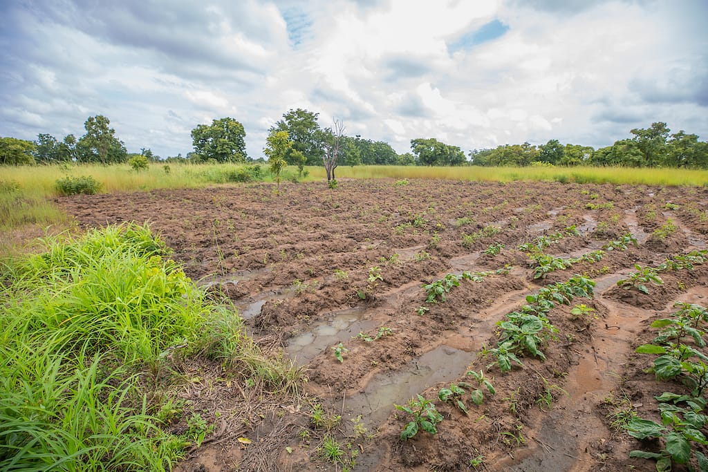 Tomato farmland at Kaata, Upper West Region, Ghana. Photo: Augustus Addo for IWMI