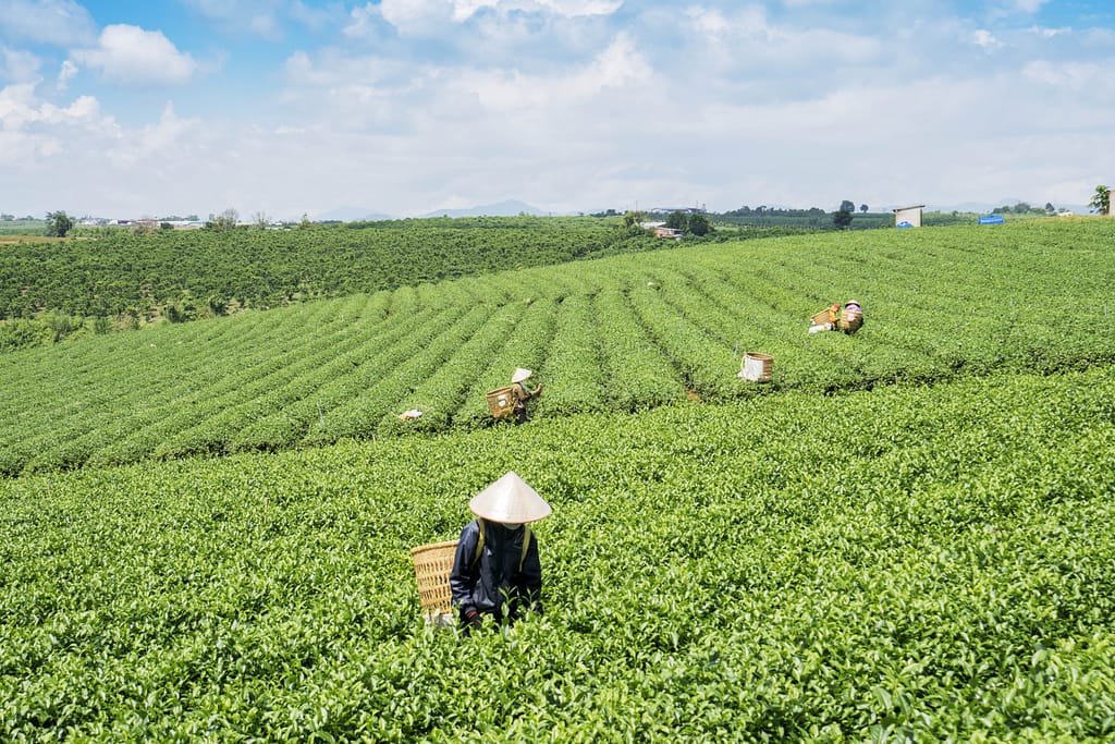 Workers picking tea leaves in a tea plantation in Bao Loc town, Vietnam. Photo: Nguyen Quang Ngoc Tonkin/Shutterstock