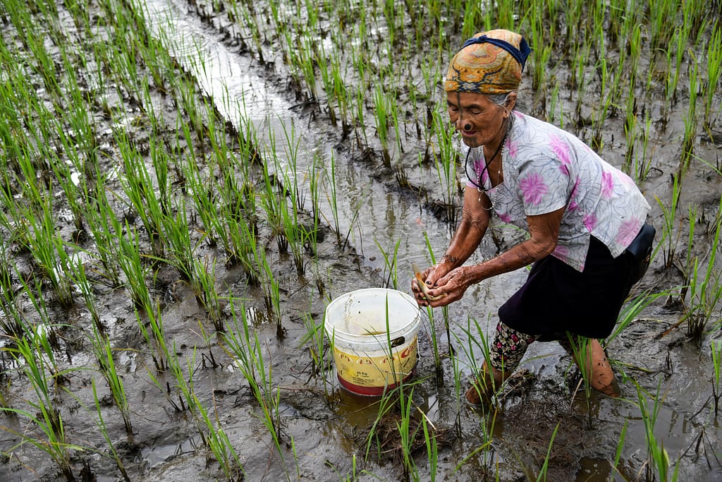 A woman farmer from the indigenous Apatani community catches fish from her rice field in Ziro Valley, Arunachal Pradesh, where the unique rice–fish farming system sustains both food security and cultural heritage. Photo: Tanmoy Bhaduri/IWMI