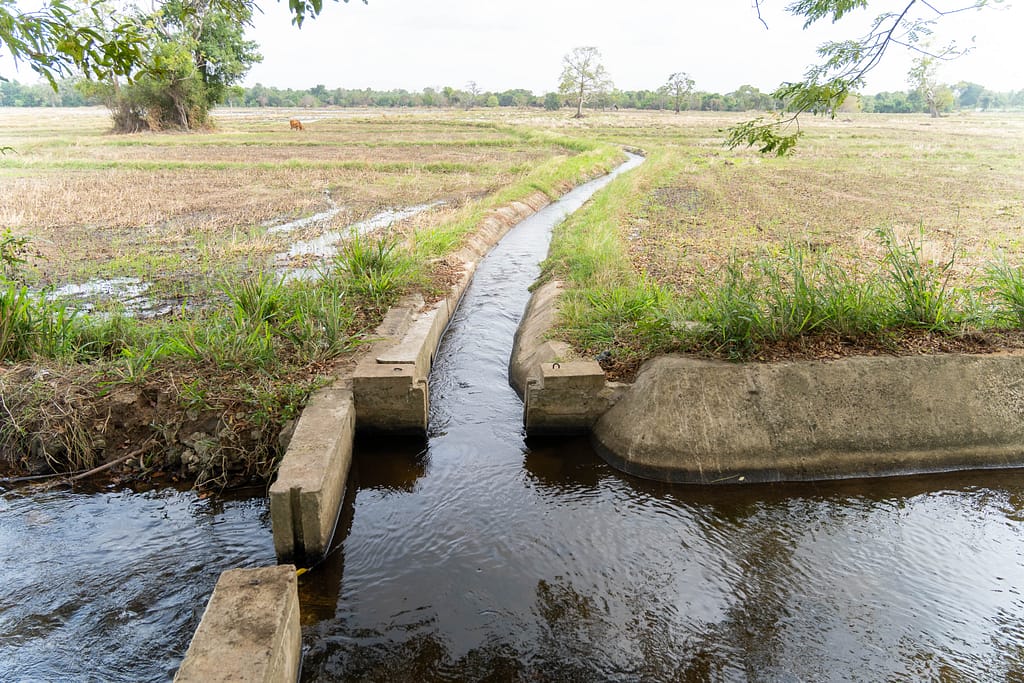 An irrigation channel feeds a paddy field in Kurunegala District, Sri Lanka, on September 30, 2025. Photo: Pradeep Liyanage/IWMI.