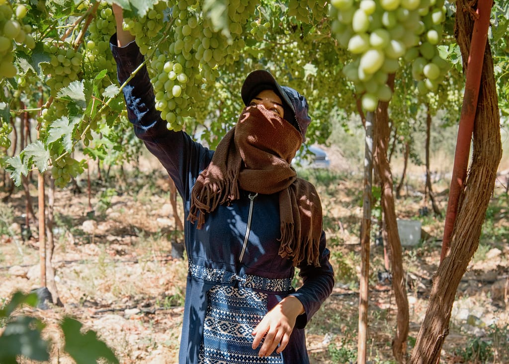 Despite women farmers in the MENA region owning only 5-10% of agricultural land, they are vital to their families' food security. Photo: Seersa Abaza / IWMI