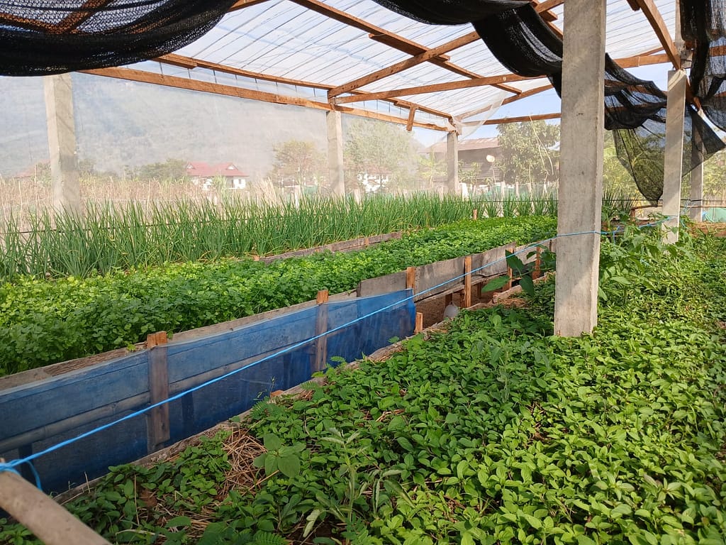 Greenhouse in Lao PDR