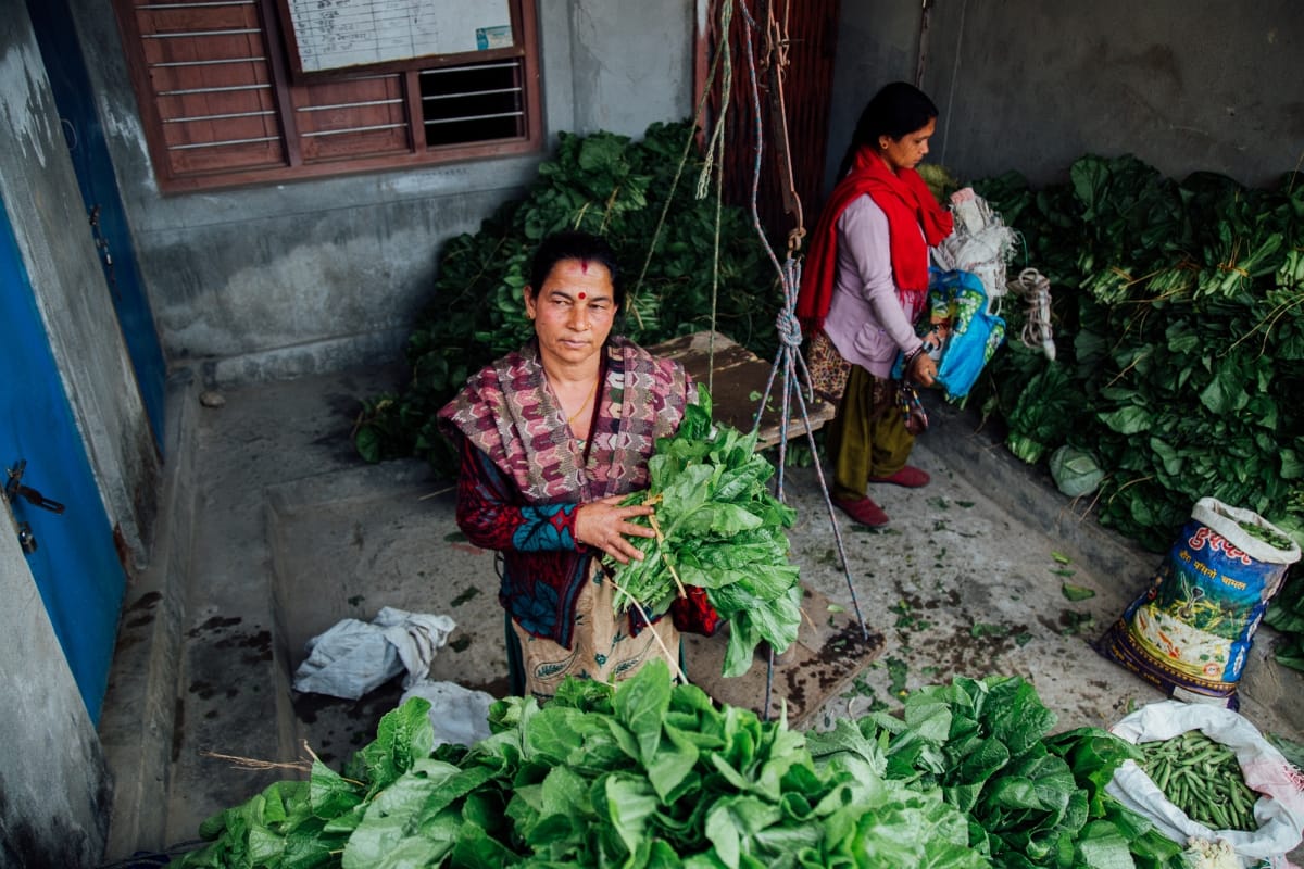 In Nepal alone, more than 280 MUS systems serving 60,000 people have been implemented in the last decade. Research shows that MUS are overall more sustainable than single-use systems according to IWMI researcher Floriane Clement. The MUS approach has greatly benefited community livelihoods and agricultural productivity. “People who used to borrow or trade for their neighbor’s crops are now able to grow and sell their own,” says trader Mina, taking crops from Lumle District 5’s collection center to the bigger market in Pokhara. Since implementing MUS in 2012, Lumle has been able to expand its vegetable production from basic staples to tomatoes, cucumbers, gourds, cauliflower, cabbage, chilies, beans and chayote.